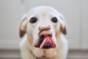dog trick balancing bone on its nose
