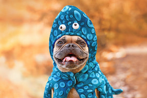 dog in an octopus halloween costume