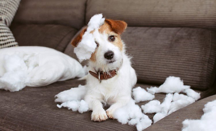 Why Dogs Love to Chew + How to Encourage Good Chewing Behavior