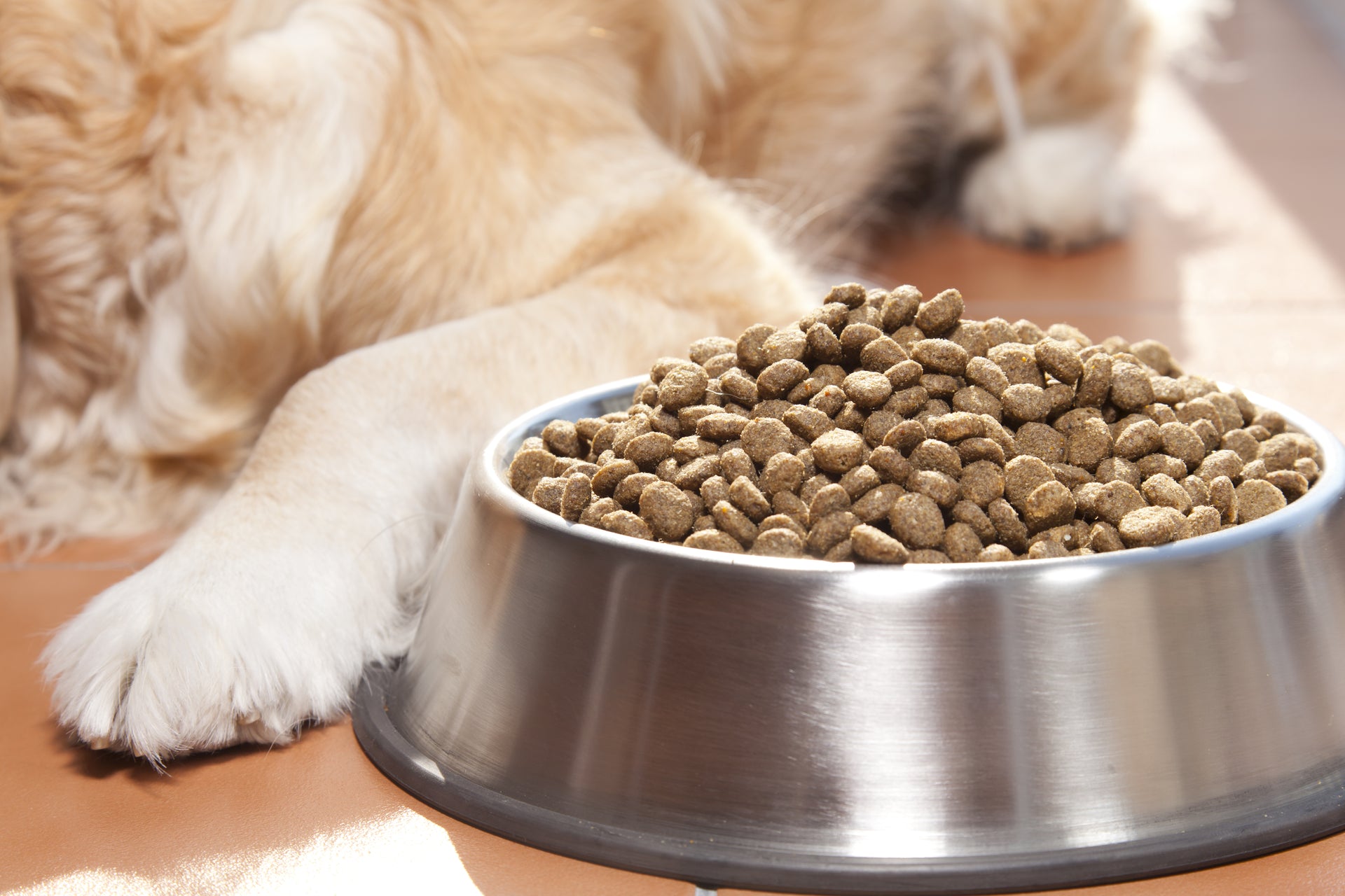 Is your dog finicky about his dry food? The solution may be simpler than you think.