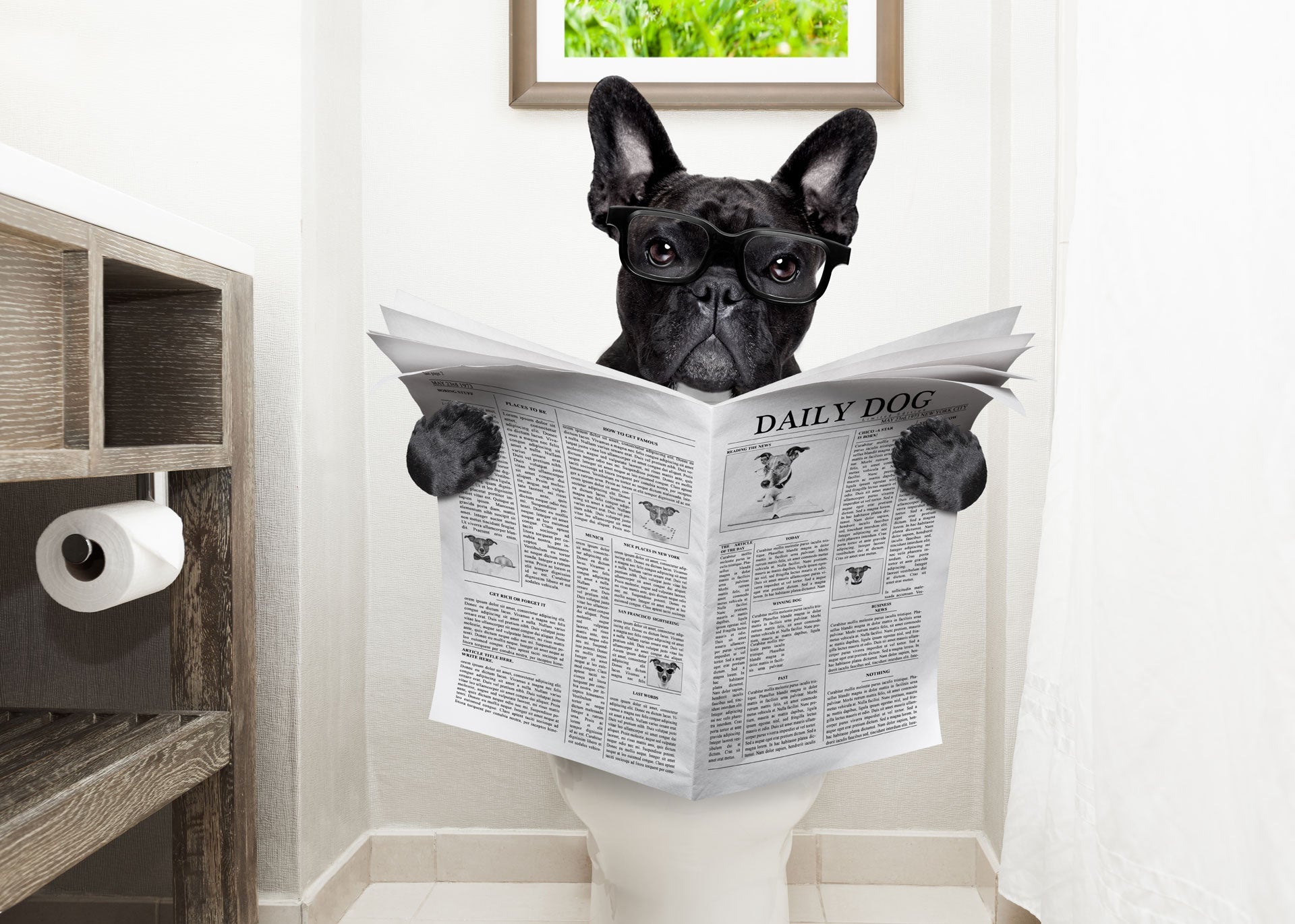 Poop Talk: What Your Dog’s Poop is Telling You