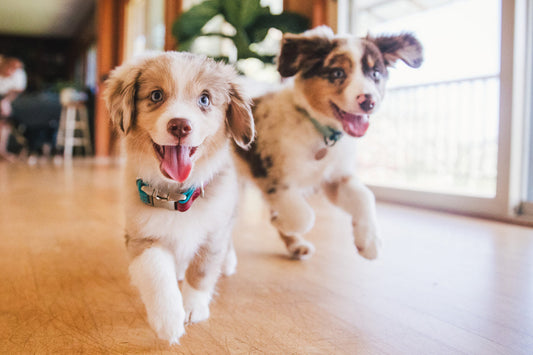 2 growing puppies running