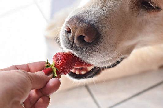 dog eating strawberries