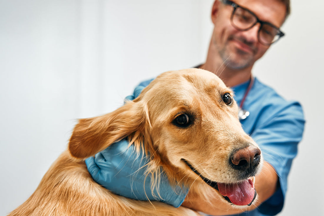 veterinarian with a dog 