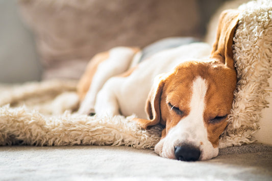 low energy dog sleeping