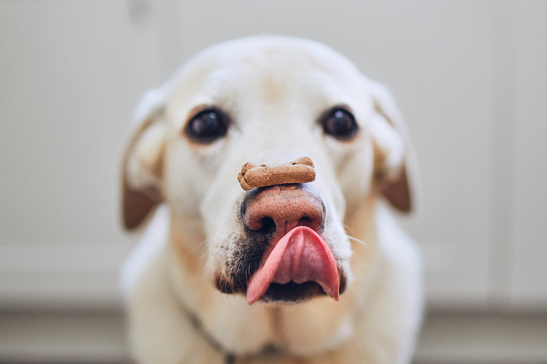 dog trick balancing bone on its nose