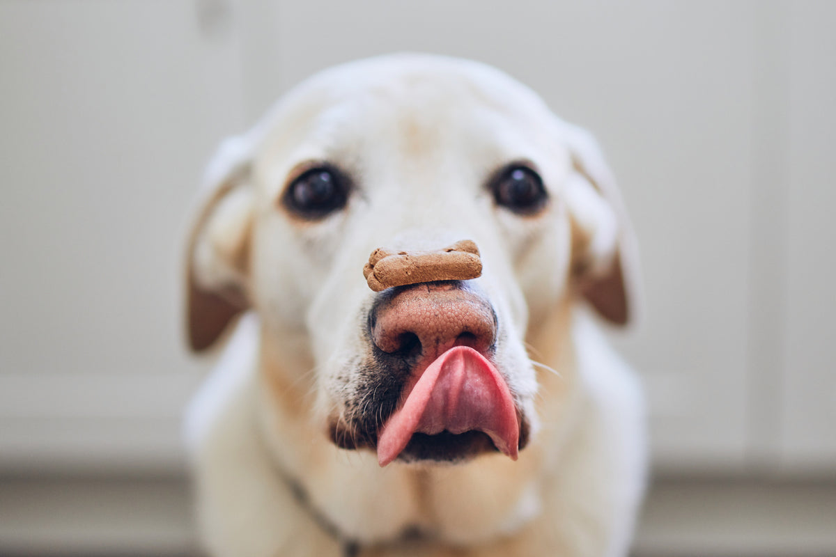 What Tricks Can I Teach My Dog? (And Can You Teach an Old Dog New Tricks?)