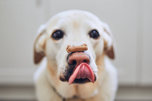 dog trick balancing bone on its nose