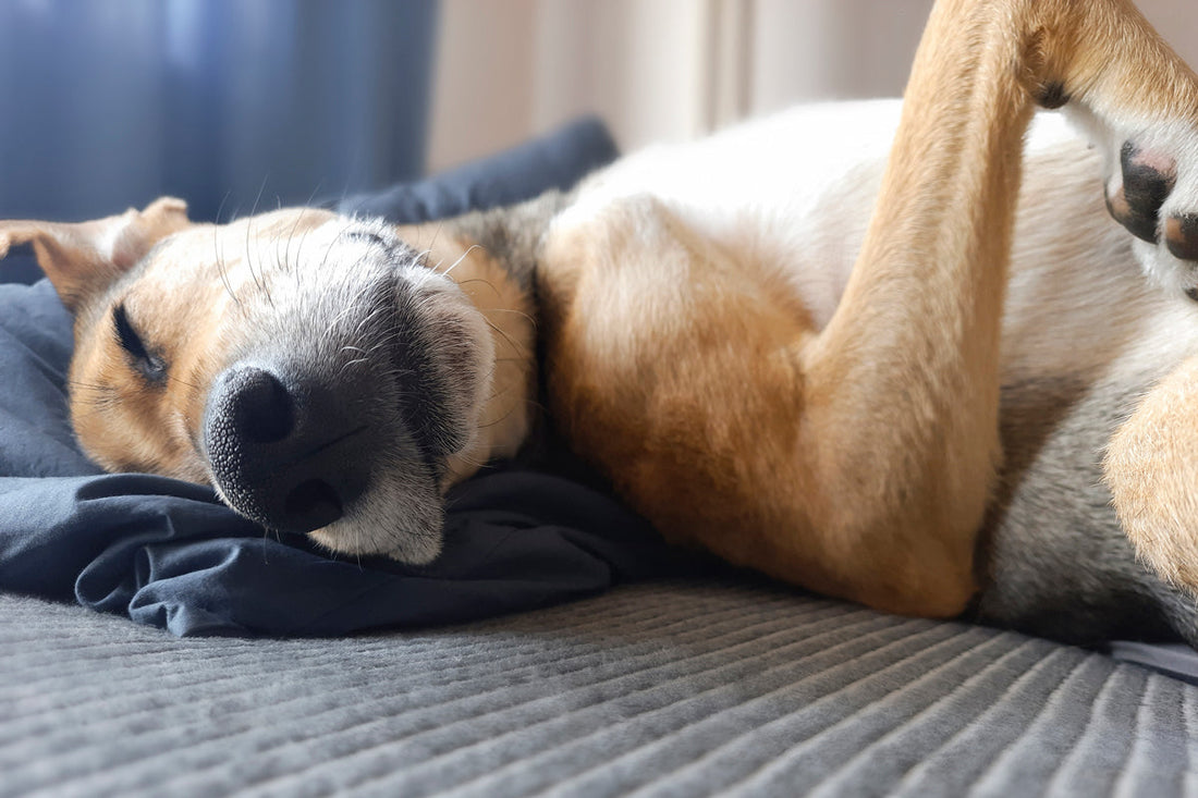 dog sleeping and dreaming
