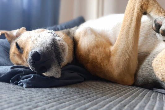 dog sleeping and dreaming