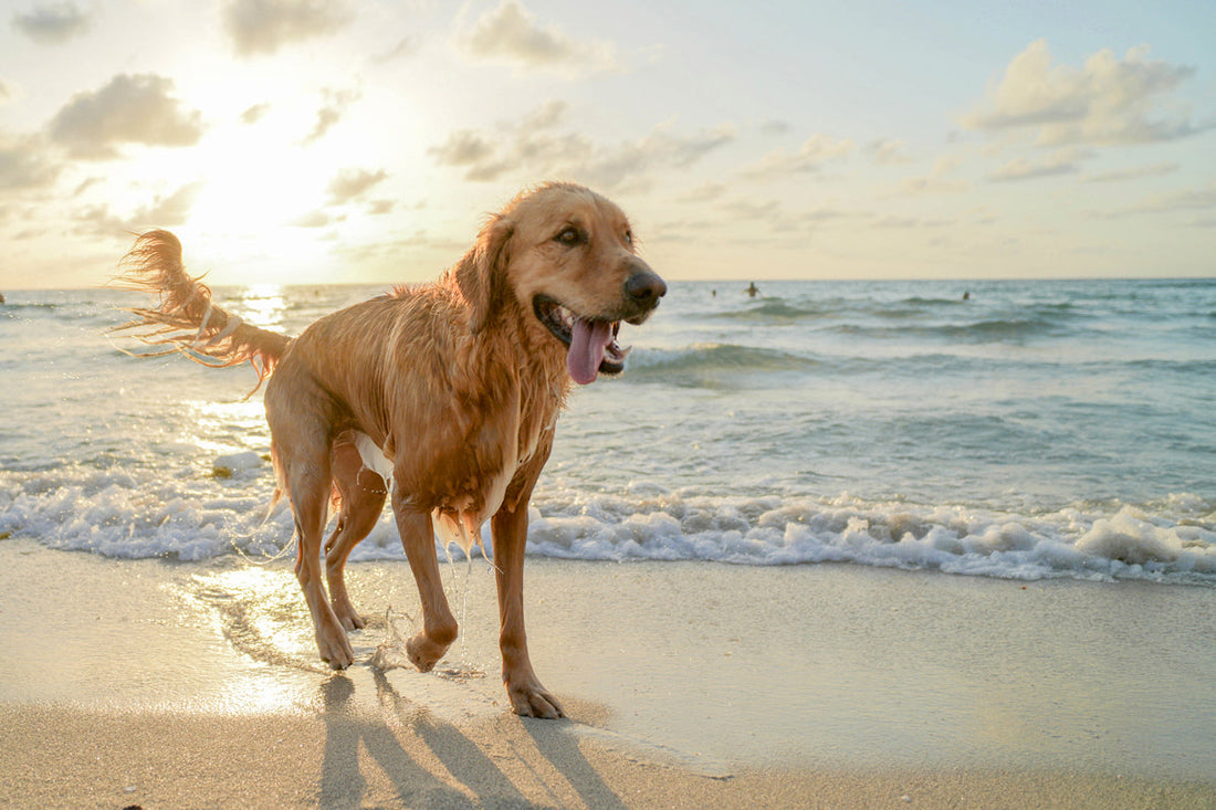 Summer Hazards for Dogs: What to Watch for and How to Prevent Trouble Before It Starts