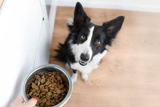 dog waiting for food bowl