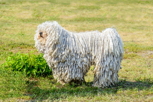Komondor dog with dreadlocks
