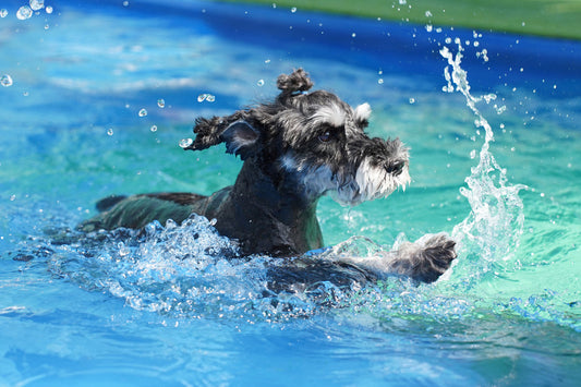 dog swimming