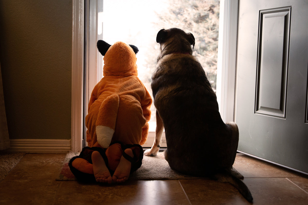 Keep Your Dog Safe and Stress-Free This Halloween: A Holistic Approach