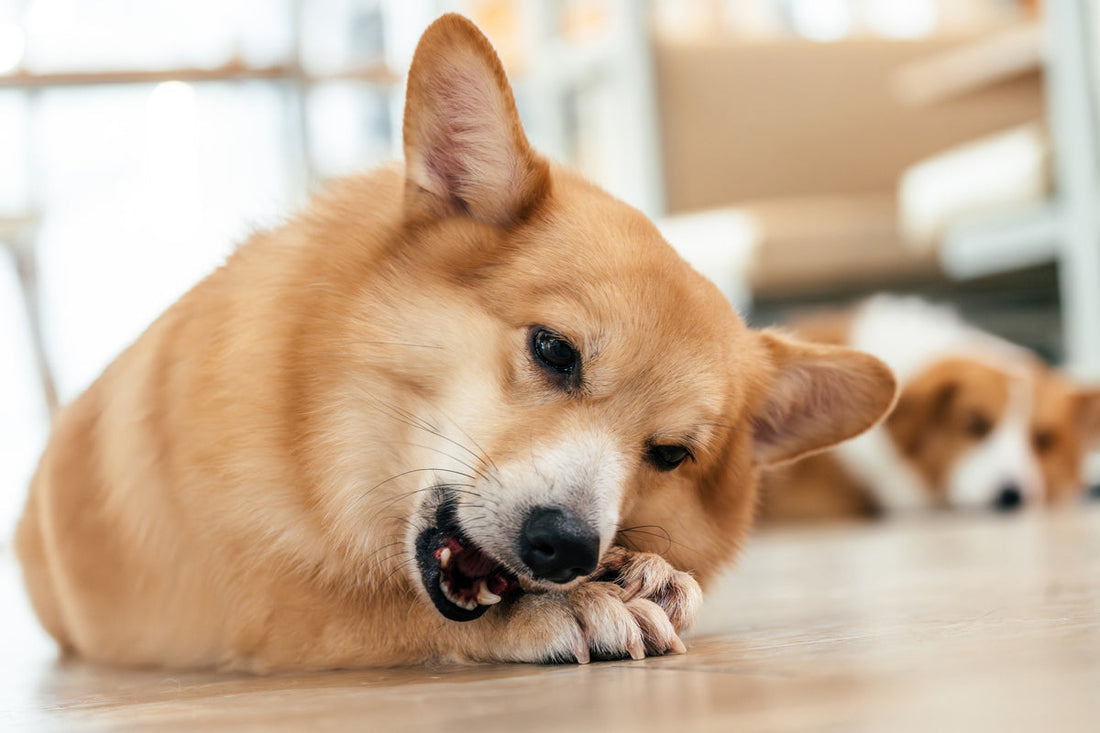 dog chewing on its paws