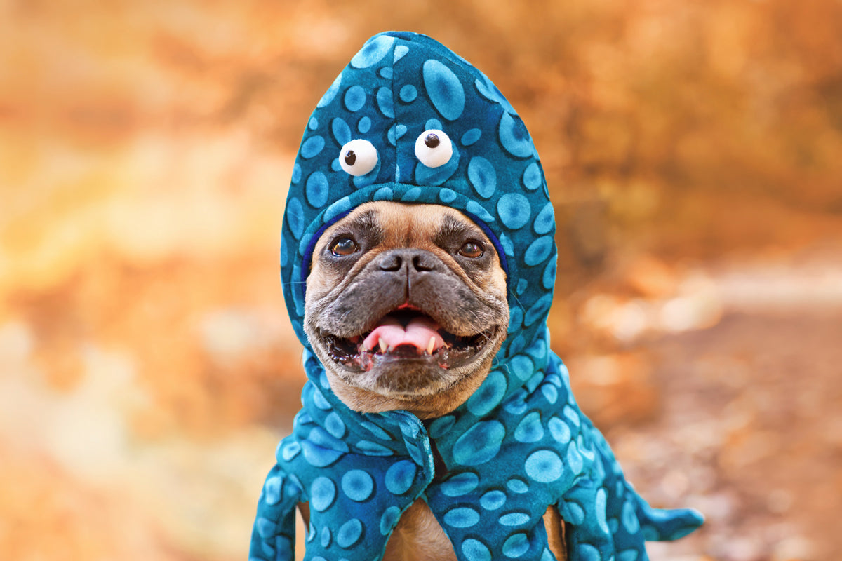 Best Halloween Costumes for Dogs in 2025