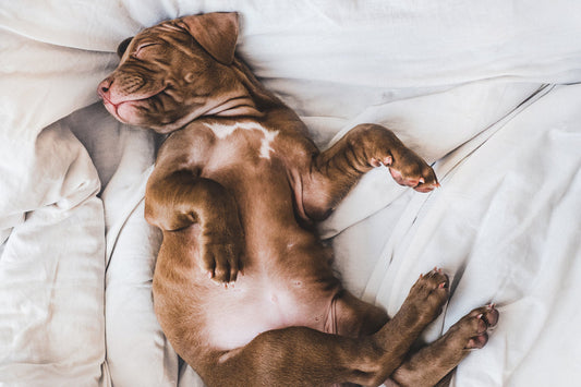 dog twitching in their sleep