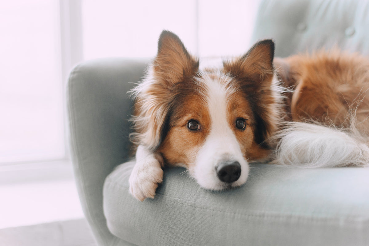 What Your Dog’s Ears Are Telling You: Understanding Canine Ear Language