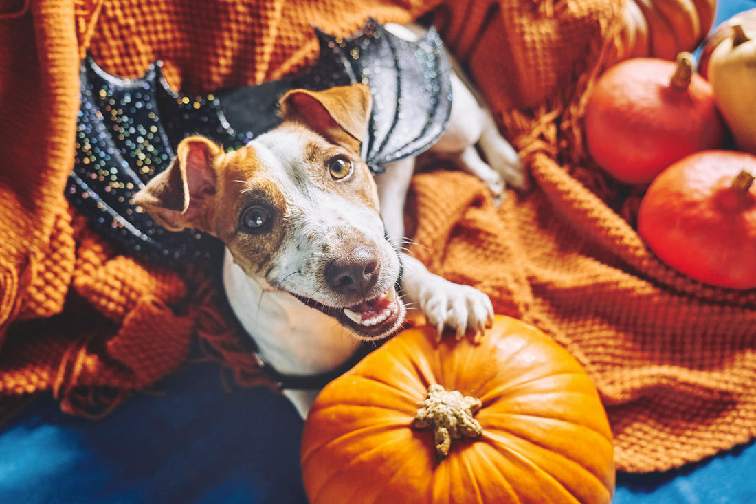 dog with a pumpkin 