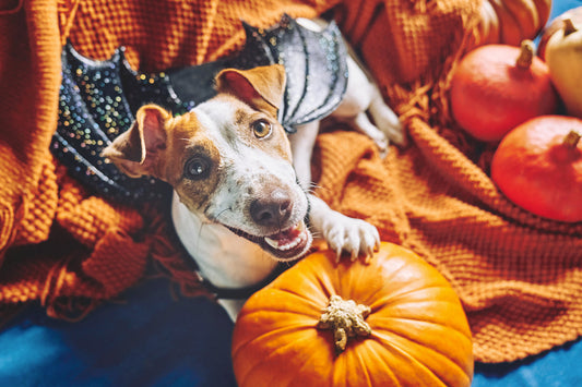 dog with a pumpkin 