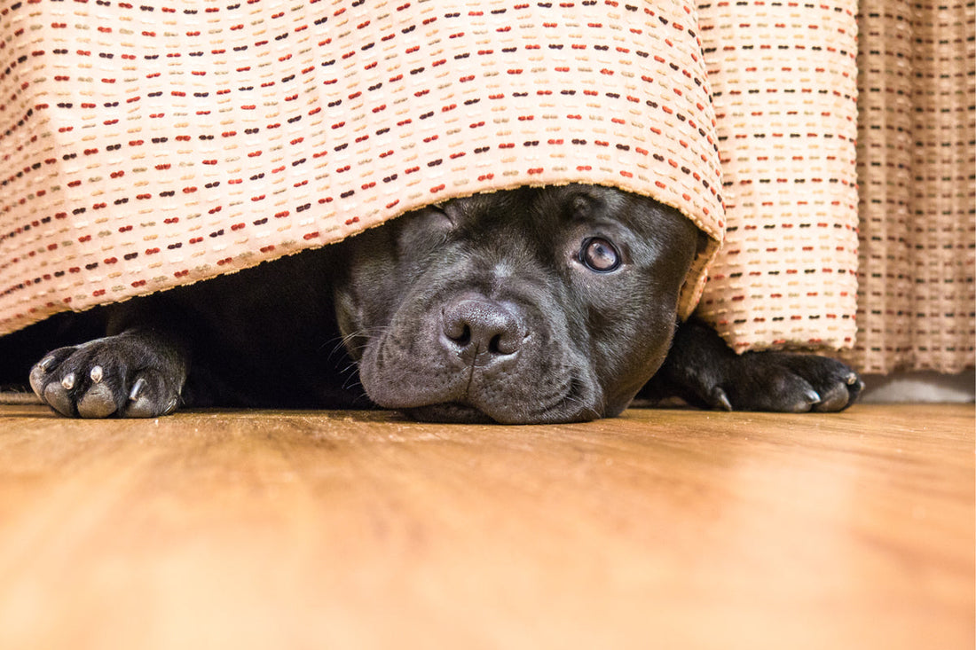 anxious dog hiding