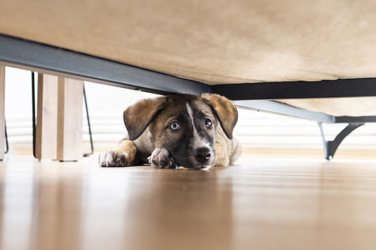 anxious dog hiding under bed