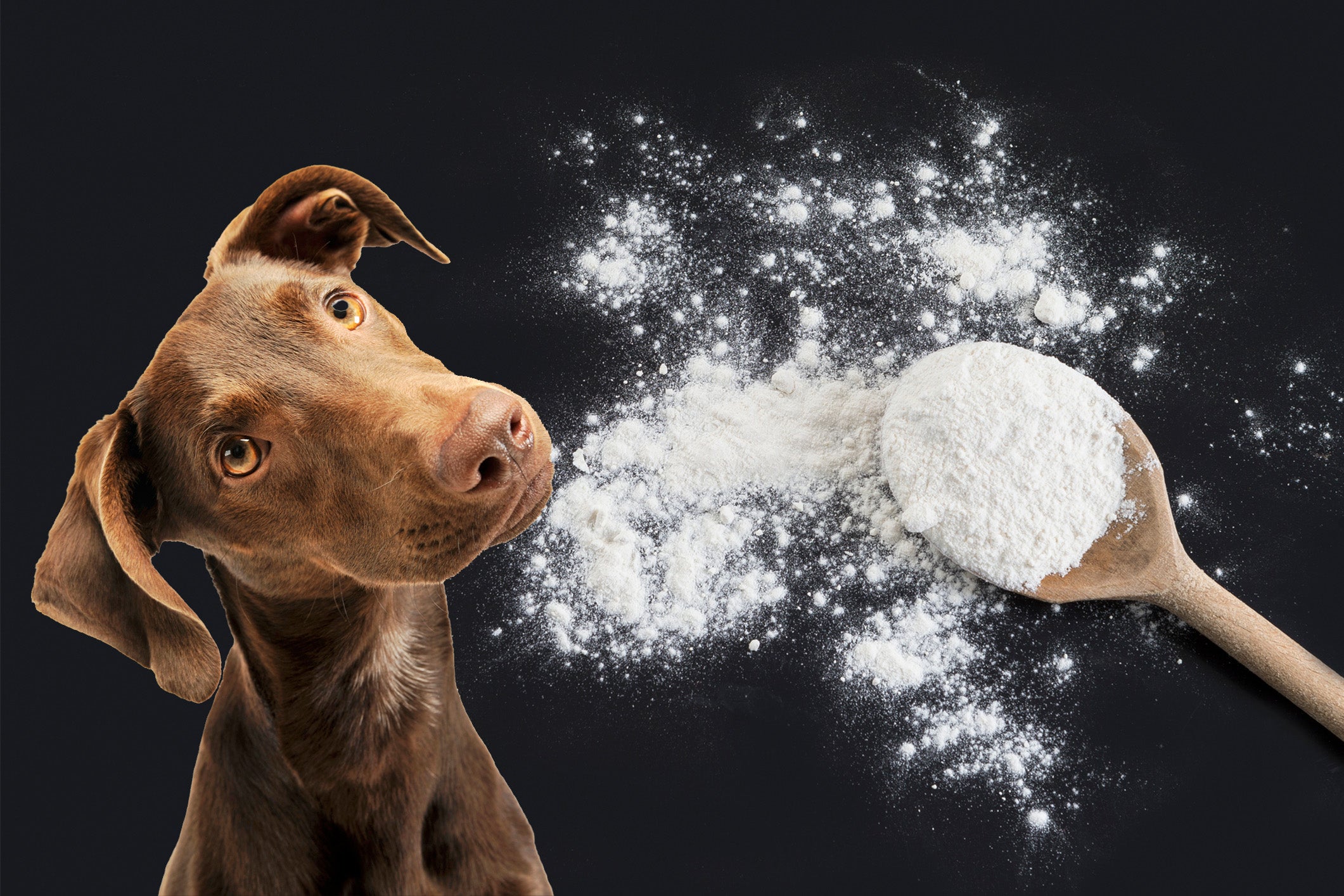 Discovering Arrowroot: A Nutritional Gem for Your Dog’s Wellness – Bow ...