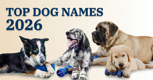 Top Dog Names for 2026: 500+ Trending Names for Your New Puppy