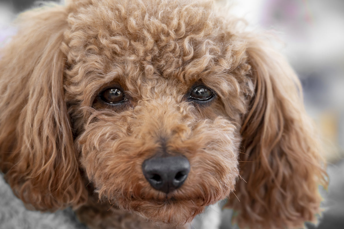Can Dogs Cry Tears?