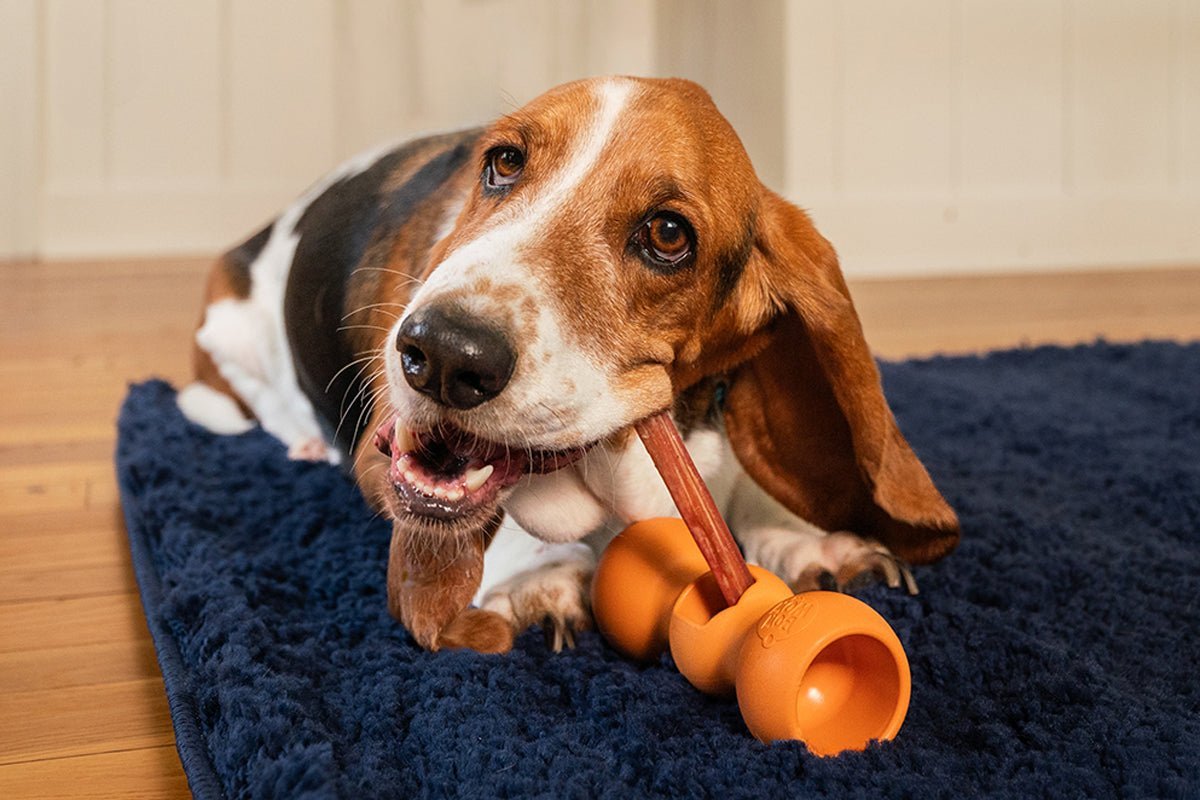 How to Pick Safe, Edible Dog Chews: A Guide for Pet Parents  Bow Wow Labs