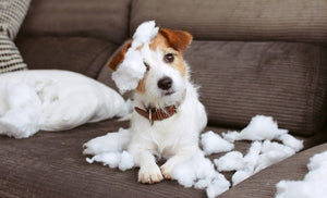Why Dogs Love to Chew + How to Encourage Good Chewing Behavior - Bow Wow Labs