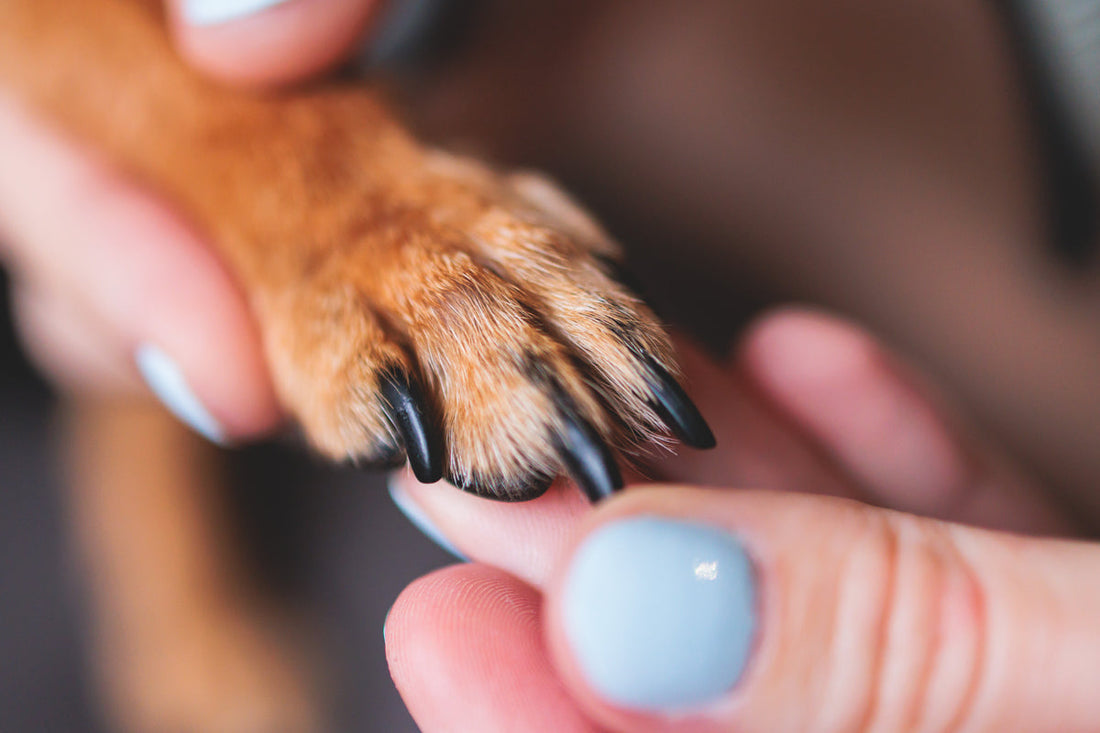 dog nail trim