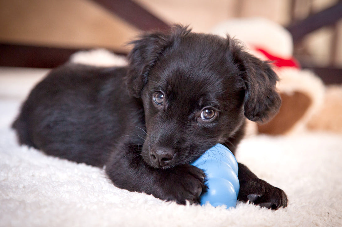 puppy chewing