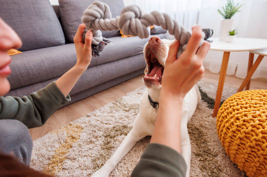 dog playing with its owner and toy