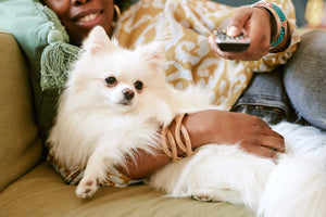 dog watching tv
