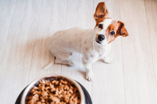 dog waiting for food