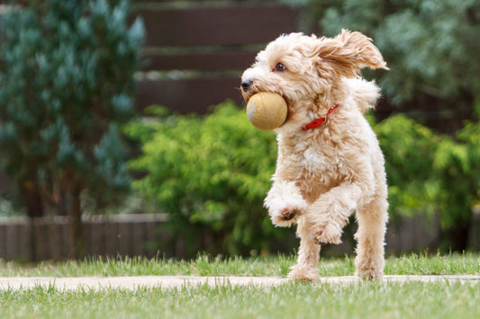 a dog catching a ball