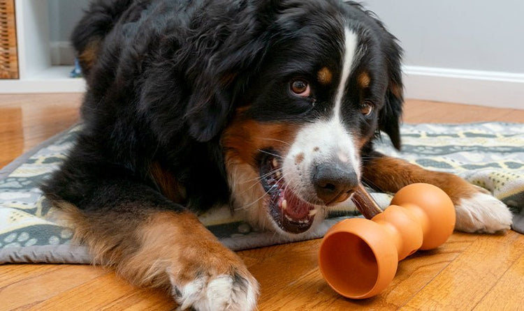 Allow Your Dog the Freedom to Chew: The Benefits of Long-Term Chews an ...