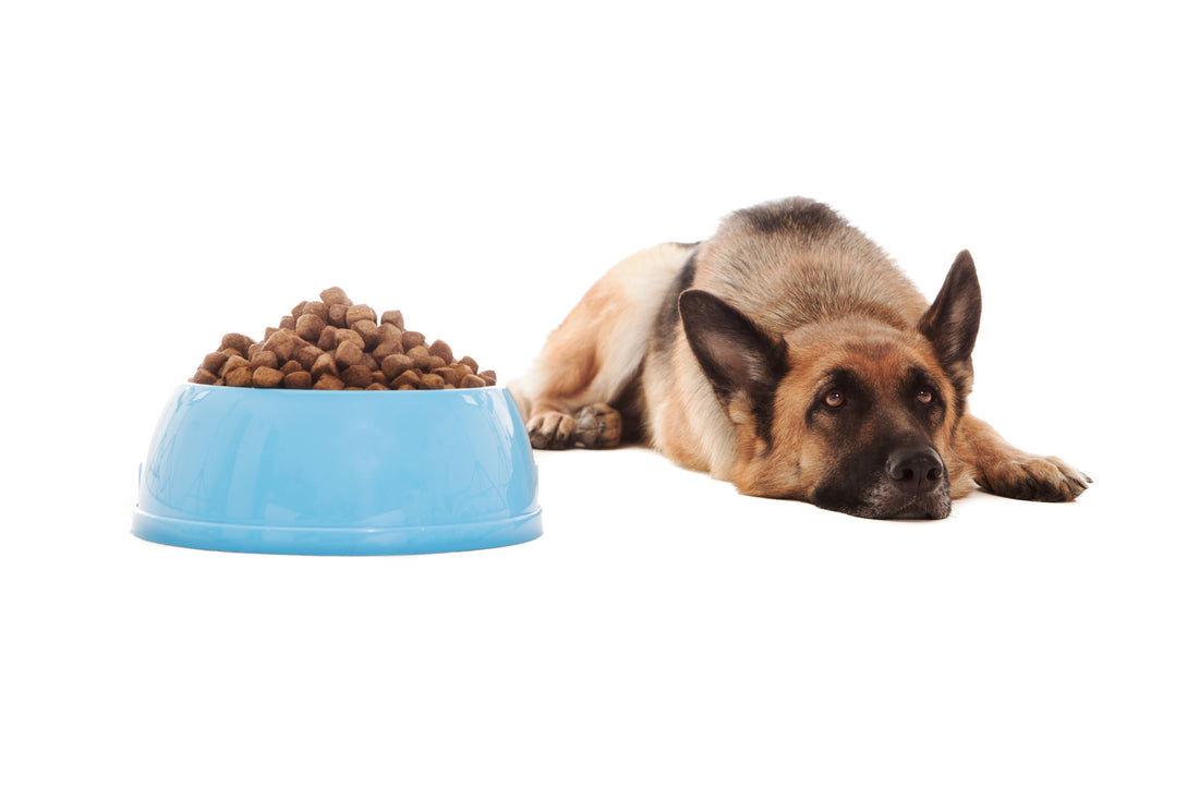 5 (Non-Medical) Reasons Your Dog May Be Refusing to Eat - Bow Wow Labs