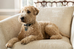 golden doodle low shedding dog