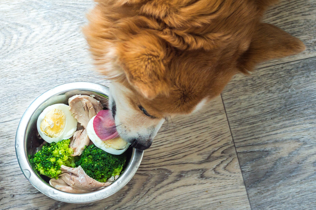 dog eating nutritious food