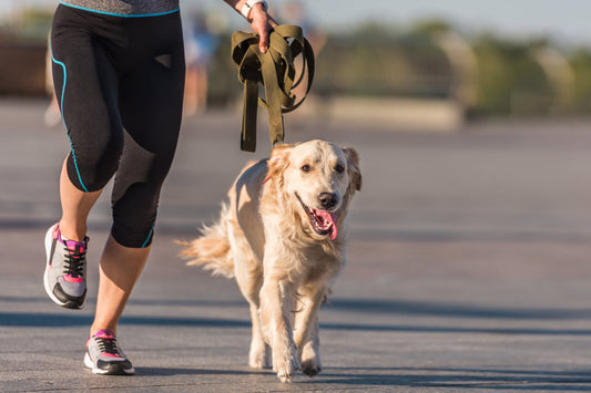 woman walking a dog