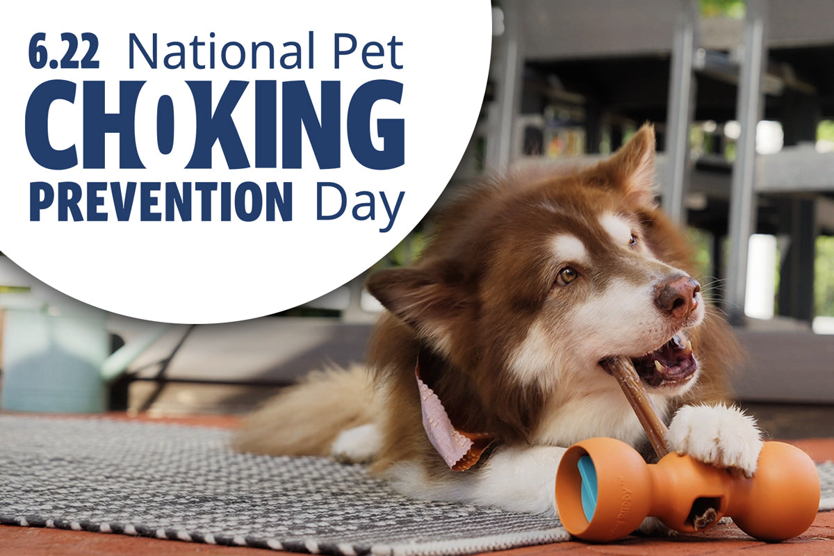View of Choking Prevention: Raising Awareness to Help Protect Pets – Bow Wow Labs