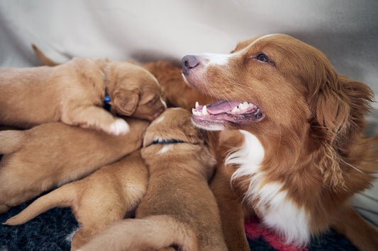 How Many Puppies Can a Dog Have in a Litter