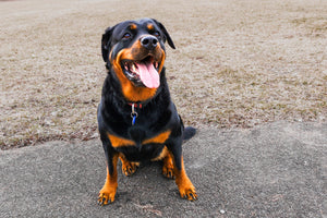 Rottweiler - strong dog breed