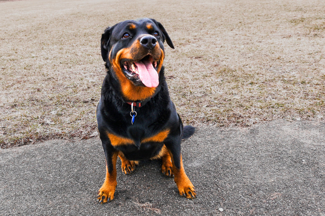 Rottweiler - strong dog breed