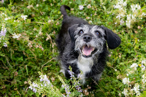 senior dog