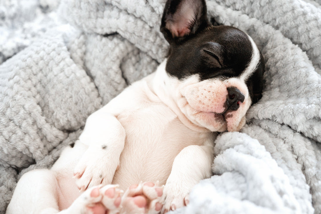 puppy sleeping