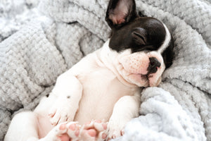 puppy sleeping